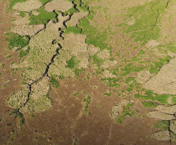 ¿Qué son las Soluciones basadas en Naturaleza?