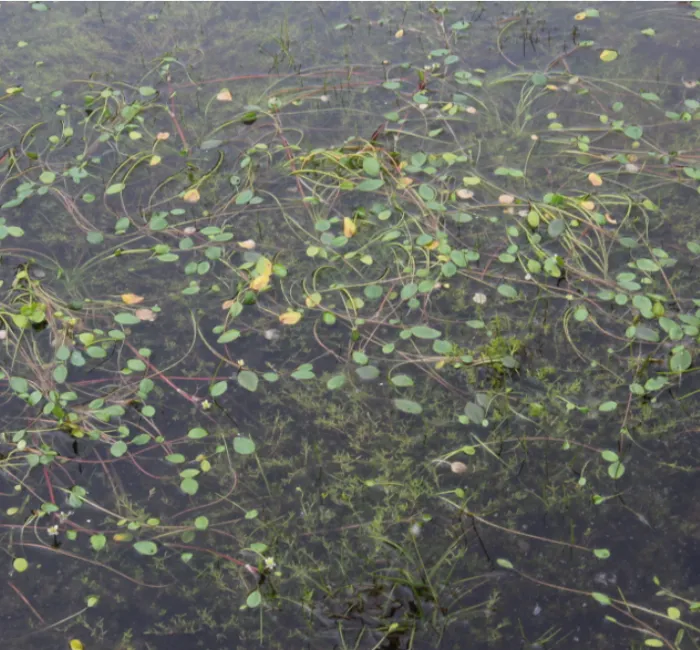 Infraestructura verde para recuperar lagos naturales en el lago Patzcuaro, Michoacan