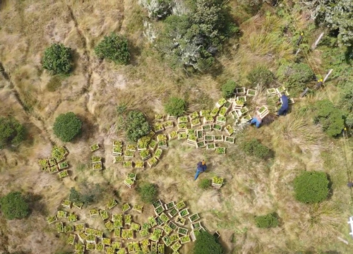 Restauración de ecosistemas forestales