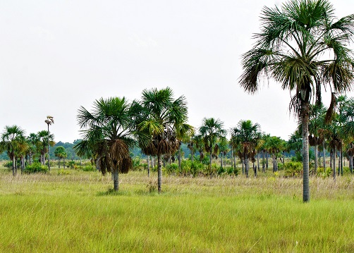 Protección y restauración de ecosistemas de sabanas