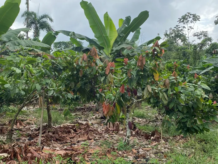 img-Sistemas Agroforestales (SAF) adaptados a los territorios